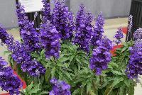 Farina® Salvia farinacea Blue -- From Benary®, Spring Trials 2016  Farina® Salvia 'Blue', a vegetatively reproduced series with early flowering and very uniform timing and habit.  Blooms continuously in the heat.  Volmary® Breeding.  Grow for Gold™.