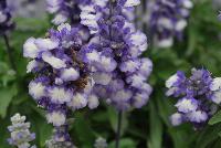 Farina® Salvia farinacea Arctic Blue -- From Benary®, Spring Trials 2016  Farina® Salvia 'Blue', a vegetatively reproduced series with early flowering and very uniform timing and habit.  Blooms continuously in the heat.  Volmary® Breeding.  Grow for Gold™.