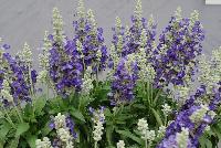 Farina® Salvia farinacea Bicolor Blue -- From Benary®, Spring Trials 2016  Farina® Salvia 'Blue', a vegetatively reproduced series with early flowering and very uniform timing and habit.  Blooms continuously in the heat.  Volmary® Breeding.  Grow for Gold™.