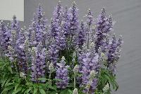 Farina® Salvia farinacea Silver Blue -- From Benary®, Spring Trials 2016  Farina® Salvia 'Blue', a vegetatively reproduced series with early flowering and very uniform timing and habit.  Blooms continuously in the heat.  Volmary® Breeding.  Grow for Gold™.