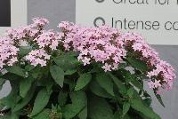 Northern Lights® Pentas Lavender -- From Benary®, Spring Trials 2016  Northern Lights® Pentas 'Lavender', a specimen that grows and blooms under cooler conditions.  Blooms continuously – always fresh with color.  Bright lavender flowers that don't fade.  No dead-heading needed.