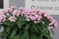 Northern Lights® Pentas Lavender -- From Benary®, Spring Trials 2016  Northern Lights® Pentas 'Lavender', a specimen that grows and blooms under cooler conditions.  Blooms continuously – always fresh with color.  Bright lavender flowers that don't fade.  No dead-heading needed.