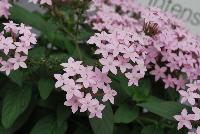 Northern Lights® Pentas Lavender -- From Benary®, Spring Trials 2016  Northern Lights® Pentas 'Lavender', a specimen that grows and blooms under cooler conditions.  Blooms continuously – always fresh with color.  Bright lavender flowers that don't fade.  No dead-heading needed.