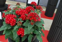 Graffiti® Pentas lanceolata Red Velvet -- From Benary®, Spring Trials 2016  Graffiti® Pentas lanceolata 'Red Velvet', great for pots,  mixed containers or beds.  Excellent for late-season programs in the north.  Intense color for the landscape, with fine outdoor performance in the hottest, driest conditions.