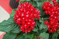 Graffiti® Pentas lanceolata Red Velvet -- From Benary®, Spring Trials 2016  Graffiti® Pentas lanceolata 'Red Velvet', great for pots,  mixed containers or beds.  Excellent for late-season programs in the north.  Intense color for the landscape, with fine outdoor performance in the hottest, driest conditions.