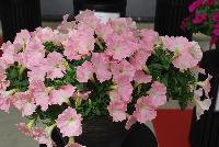 Success!® Petunia trailing; x hybrida F1 Pink Chiffon -- From Benary®, Spring Trials 2016  Success!® Petunia 'Pink Chiffon' featuring a limited-introduction color.  Soft-pink that doesn't fade.  Perfect for Mother's Day!  Reduced lighting and PGR needs.  From 2016.