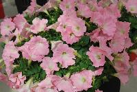 Success!® Petunia trailing; x hybrida F1 Pink Chiffon -- From Benary®, Spring Trials 2016  Success!® Petunia 'Pink Chiffon' featuring a limited-introduction color.  Soft-pink that doesn't fade.  Perfect for Mother's Day!  Reduced lighting and PGR needs.  From 2016.