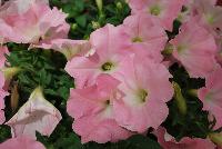 Success!® Petunia trailing; x hybrida F1 Pink Chiffon -- From Benary®, Spring Trials 2016  Success!® Petunia 'Pink Chiffon' featuring a limited-introduction color.  Soft-pink that doesn't fade.  Perfect for Mother's Day!  Reduced lighting and PGR needs.  From 2016.