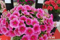 Success!® Petunia trailing; x hybrida F1 Pink Vein -- From Benary®, Spring Trials 2016  Success!® Petunia 'Pink Vein' featuring a limited-introduction, vivid color that doesn't fade.  Perfect mounded trailing habit.  Reduced lighting needs – the earliest blooming series.  From 2016.