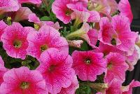 Success!® Petunia trailing; x hybrida F1 Pink Vein -- From Benary®, Spring Trials 2016  Success!® Petunia 'Pink Vein' featuring a limited-introduction, vivid color that doesn't fade.  Perfect mounded trailing habit.  Reduced lighting needs – the earliest blooming series.  From 2016.