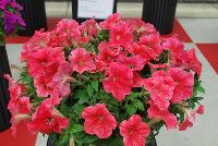 Success!® Petunia trailing; x hybrida F1 Coral -- From Benary®, Spring Trials 2016  Success!® Petunia 'Coral' featuring a new color in the fastest and earliest petunia series with the fastest flower response of any series!  Bright coral color that doesn't fade. Reduced lighting needs – the earliest blooming series.  From 2016.
