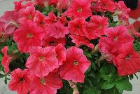 Success!® Petunia trailing; x hybrida F1 Coral -- From Benary®, Spring Trials 2016  Success!® Petunia 'Coral' featuring a new color in the fastest and earliest petunia series with the fastest flower response of any series!  Bright coral color that doesn't fade. Reduced lighting needs – the earliest blooming series.  From 2016.