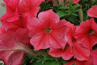 Success!® Petunia trailing; x hybrida F1 Coral -- From Benary®, Spring Trials 2016  Success!® Petunia 'Coral' featuring a new color in the fastest and earliest petunia series with the fastest flower response of any series!  Bright coral color that doesn't fade. Reduced lighting needs – the earliest blooming series.  From 2016.