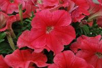 Success!® Petunia trailing; x hybrida F1 Coral -- From Benary®, Spring Trials 2016  Success!® Petunia 'Coral' featuring a new color in the fastest and earliest petunia series with the fastest flower response of any series!  Bright coral color that doesn't fade. Reduced lighting needs – the earliest blooming series.  From 2016.