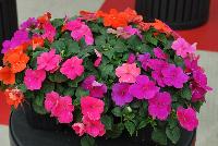 Lollipop® Impatiens Pomegranate, Orange & Raspberry -- From Benary®, Spring Trials 2016  Lollipop® Impatiens (part of the Don't Forget to Pack Me Collection) featuring superior germination – no need for patching.  No stretching – holds well at retail. The most vivid flower colors on the market.