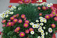  COMBO  -- From Benary®, Spring Trials 2016: A combination featuring Bellis Speedstar Mix and Festuca Buddy Blue.  A great mix for early spring sales.  Holds up well at retail.  Compact plant habit, allows for high-density production.