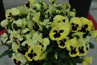 Inspire Plus™ Pansy Viola wittrockiana F1 Lemon Blotch -- New from Benary®, Spring Trials 2016: the Inspire Plus™ Pansy 'Lemon Blotch' a fresh lemon color!  Matches the series for timing and habit.  Excellent garden performance even in late fall.  “Beefy” plants fill pots quickly.