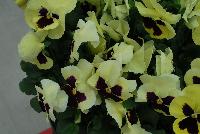 Inspire Plus™ Pansy Viola wittrockiana F1 Lemon Blotch -- New from Benary®, Spring Trials 2016: the Inspire Plus™ Pansy 'Lemon Blotch' a fresh lemon color!  Matches the series for timing and habit.  Excellent garden performance even in late fall.  “Beefy” plants fill pots quickly.
