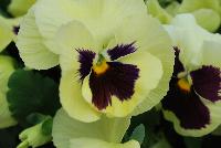Inspire Plus™ Pansy Viola wittrockiana F1 Lemon Blotch -- New from Benary®, Spring Trials 2016: the Inspire Plus™ Pansy 'Lemon Blotch' a fresh lemon color!  Matches the series for timing and habit.  Excellent garden performance even in late fall.  “Beefy” plants fill pots quickly.