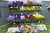  Pansy  -- On display @ Benary®, Spring Trials 2016: Several series of Pansy on display and demonstrating why these brilliant plants are considered some of the favorites for colorful, prolific, dense displays.