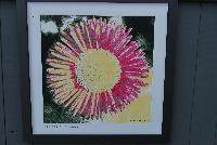 Speedstar™ Plus Bellis  -- On the wall @ Benary® Spring Trials 2016: an artist rendition inspired by Suzanne: Speedstar™ Plus Bellis.