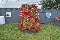  Begonia  -- On display @ Benary® Spring Trials 2016: Begonia boliviensis overflowing its containers!