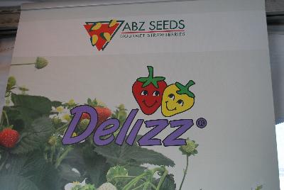 From ABZ Seeds, Spring Trials 2016:  The Delizz®, an AAS-Award-Winning Variety with excellent performance and sweet prolific fruit.  From the World Specialist of F1 Hybrid Gourmet Strawberries.