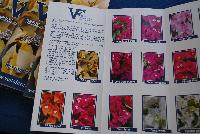   -- From Vista Farms Spring Trials @ Speedling, 2016:  Your Bougainvillea Liner Source, featuring a brochure of varieties available including Vera 'Deep Purple', 'Pink', 'Light Purple', 'Variegata', 'Lynn', 'White'; VP 'Topaz Gold', 'Fire Opal', 'Ruby'; Rijnstar 'Lila', 'Pink' and 'White'.  More @ VistaFarms.com