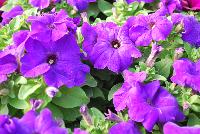 Limbo™ GP Petunia dwarf, natural genetic Mid Blue -- New from HEM Genetics, Spring Trials 2016:  The next generation genetic dwarf petunias are indicated by the characters “GP” which stands for Garden performance.  Compared to the first generation genetic dwarf petunias, the GPs perform exactly the same for the greenhouse grower with compact habit for ease of culture without PGRs.  The difference in garden performance is noticeable to consumers because they show more growth vigor, resulting in a more robust plant habit with an even better performance in containers, beds, and the landscape.  Better branching and reduced leaf development provides better airflow which reduces the risk of disease, especially botrytis.  Limbo™ petunias are perfect for high-density pack production, containers and hanging baskets.  In addition to three new colors: 'Burgundy', 'Sky Blue' and 'Mid Blue', we have added a new 'Heather's Mix' which was created by Heather-Will Browne at Walt Disney World Horticulture for use in their parks.  Because she is well respected for her knowledge of the effective use of color combinations in the landscape, we have named this mixture as a tribute to her.