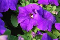 Limbo™ GP Petunia dwarf, natural genetic Mid Blue -- New from HEM Genetics, Spring Trials 2016:  The next generation genetic dwarf petunias are indicated by the characters “GP” which stands for Garden performance.  Compared to the first generation genetic dwarf petunias, the GPs perform exactly the same for the greenhouse grower with compact habit for ease of culture without PGRs.  The difference in garden performance is noticeable to consumers because they show more growth vigor, resulting in a more robust plant habit with an even better performance in containers, beds, and the landscape.  Better branching and reduced leaf development provides better airflow which reduces the risk of disease, especially botrytis.  Limbo™ petunias are perfect for high-density pack production, containers and hanging baskets.  In addition to three new colors: 'Burgundy', 'Sky Blue' and 'Mid Blue', we have added a new 'Heather's Mix' which was created by Heather-Will Browne at Walt Disney World Horticulture for use in their parks.  Because she is well respected for her knowledge of the effective use of color combinations in the landscape, we have named this mixture as a tribute to her.