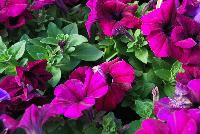 Limbo™ GP Petunia dwarf, natural genetic Burgundy -- New from HEM Genetics, Spring Trials 2016:  The next generation genetic dwarf petunias are indicated by the characters “GP” which stands for Garden performance.  Compared to the first generation genetic dwarf petunias, the GPs perform exactly the same for the greenhouse grower with compact habit for ease of culture without PGRs.  The difference in garden performance is noticeable to consumers because they show more growth vigor, resulting in a more robust plant habit with an even better performance in containers, beds, and the landscape.  Better branching and reduced leaf development provides better airflow which reduces the risk of disease, especially botrytis.  Limbo™ petunias are perfect for high-density pack production, containers and hanging baskets.  In addition to three new colors: 'Burgundy', 'Sky Blue' and 'Mid Blue', we have added a new 'Heather's Mix' which was created by Heather-Will Browne at Walt Disney World Horticulture for use in their parks.  Because she is well respected for her knowledge of the effective use of color combinations in the landscape, we have named this mixture as a tribute to her.