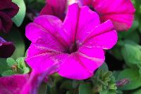 Limbo™ GP Petunia dwarf, natural genetic Burgundy -- New from HEM Genetics, Spring Trials 2016:  The next generation genetic dwarf petunias are indicated by the characters “GP” which stands for Garden performance.  Compared to the first generation genetic dwarf petunias, the GPs perform exactly the same for the greenhouse grower with compact habit for ease of culture without PGRs.  The difference in garden performance is noticeable to consumers because they show more growth vigor, resulting in a more robust plant habit with an even better performance in containers, beds, and the landscape.  Better branching and reduced leaf development provides better airflow which reduces the risk of disease, especially botrytis.  Limbo™ petunias are perfect for high-density pack production, containers and hanging baskets.  In addition to three new colors: 'Burgundy', 'Sky Blue' and 'Mid Blue', we have added a new 'Heather's Mix' which was created by Heather-Will Browne at Walt Disney World Horticulture for use in their parks.  Because she is well respected for her knowledge of the effective use of color combinations in the landscape, we have named this mixture as a tribute to her.