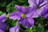 Limbo™ GP Petunia dwarf, natural genetic Sky Blue -- New from HEM Genetics, Spring Trials 2016:  The next generation genetic dwarf petunias are indicated by the characters “GP” which stands for Garden performance.  Compared to the first generation genetic dwarf petunias, the GPs perform exactly the same for the greenhouse grower with compact habit for ease of culture without PGRs.  The difference in garden performance is noticeable to consumers because they show more growth vigor, resulting in a more robust plant habit with an even better performance in containers, beds, and the landscape.  Better branching and reduced leaf development provides better airflow which reduces the risk of disease, especially botrytis.  Limbo™ petunias are perfect for high-density pack production, containers and hanging baskets.  In addition to three new colors: 'Burgundy', 'Sky Blue' and 'Mid Blue', we have added a new 'Heather's Mix' which was created by Heather-Will Browne at Walt Disney World Horticulture for use in their parks.  Because she is well respected for her knowledge of the effective use of color combinations in the landscape, we have named this mixture as a tribute to her.