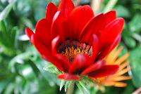 Enorma™ Gazania rigens Red with Ring -- From HEM Genetics, Spring Trials 2016:  A new series of Gazania rigens with large flowers, 4-5 inches across, on strong flower stems and a vigorous but moderate plant habit.  Enorma™ has glossy dark green foliage and is more disease resistant than fuzzy-leaved types in wet or humid climates because its foliage doesn't trap water.  In pre-introductory trials across the US, Enorma® has proven to be an exceptional performer in warm climate areas for winter landscapes.  Upright habit with large flowers.  Strong flower stems.  Uniform flowers.  Vigorous but moderate plant habit.  Ideal for large containers and beds.  Available as 'Orange', 'Orange with Ring', 'Red with Ring', 'Vanilla', 'Yellow', 'Yellow with Ring' and 'Full Mixture'.