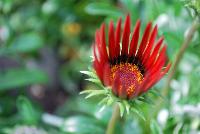 Enorma™ Gazania rigens Red with Ring -- From HEM Genetics, Spring Trials 2016:  A new series of Gazania rigens with large flowers, 4-5 inches across, on strong flower stems and a vigorous but moderate plant habit.  Enorma™ has glossy dark green foliage and is more disease resistant than fuzzy-leaved types in wet or humid climates because its foliage doesn't trap water.  In pre-introductory trials across the US, Enorma® has proven to be an exceptional performer in warm climate areas for winter landscapes.  Upright habit with large flowers.  Strong flower stems.  Uniform flowers.  Vigorous but moderate plant habit.  Ideal for large containers and beds.  Available as 'Orange', 'Orange with Ring', 'Red with Ring', 'Vanilla', 'Yellow', 'Yellow with Ring' and 'Full Mixture'.