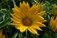 Enorma™ Gazania rigens Yellow -- From HEM Genetics, Spring Trials 2016:  A new series of Gazania rigens with large flowers, 4-5 inches across, on strong flower stems and a vigorous but moderate plant habit.  Enorma™ has glossy dark green foliage and is more disease resistant than fuzzy-leaved types in wet or humid climates because its foliage doesn't trap water.  In pre-introductory trials across the US, Enorma® has proven to be an exceptional performer in warm climate areas for winter landscapes.  Upright habit with large flowers.  Strong flower stems.  Uniform flowers.  Vigorous but moderate plant habit.  Ideal for large containers and beds.  Available as 'Orange', 'Orange with Ring', 'Red with Ring', 'Vanilla', 'Yellow', 'Yellow with Ring' and 'Full Mixture'.