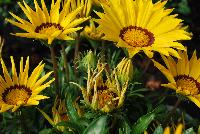 Enorma™ Gazania rigens Yellow with Ring -- From HEM Genetics, Spring Trials 2016:  A new series of Gazania rigens with large flowers, 4-5 inches across, on strong flower stems and a vigorous but moderate plant habit.  Enorma™ has glossy dark green foliage and is more disease resistant than fuzzy-leaved types in wet or humid climates because its foliage doesn't trap water.  In pre-introductory trials across the US, Enorma® has proven to be an exceptional performer in warm climate areas for winter landscapes.  Upright habit with large flowers.  Strong flower stems.  Uniform flowers.  Vigorous but moderate plant habit.  Ideal for large containers and beds.  Available as 'Orange', 'Orange with Ring', 'Red with Ring', 'Vanilla', 'Yellow', 'Yellow with Ring' and 'Full Mixture'.