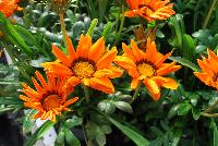 Enorma™ Gazania rigens Orange with Ring -- From HEM Genetics, Spring Trials 2016:  A new series of Gazania rigens with large flowers, 4-5 inches across, on strong flower stems and a vigorous but moderate plant habit.  Enorma™ has glossy dark green foliage and is more disease resistant than fuzzy-leaved types in wet or humid climates because its foliage doesn't trap water.  In pre-introductory trials across the US, Enorma® has proven to be an exceptional performer in warm climate areas for winter landscapes.  Upright habit with large flowers.  Strong flower stems.  Uniform flowers.  Vigorous but moderate plant habit.  Ideal for large containers and beds.  Available as 'Orange', 'Orange with Ring', 'Red with Ring', 'Vanilla', 'Yellow', 'Yellow with Ring' and 'Full Mixture'.