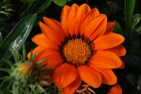 Enorma™ Gazania rigens Orange with Ring -- From HEM Genetics, Spring Trials 2016:  A new series of Gazania rigens with large flowers, 4-5 inches across, on strong flower stems and a vigorous but moderate plant habit.  Enorma™ has glossy dark green foliage and is more disease resistant than fuzzy-leaved types in wet or humid climates because its foliage doesn't trap water.  In pre-introductory trials across the US, Enorma® has proven to be an exceptional performer in warm climate areas for winter landscapes.  Upright habit with large flowers.  Strong flower stems.  Uniform flowers.  Vigorous but moderate plant habit.  Ideal for large containers and beds.  Available as 'Orange', 'Orange with Ring', 'Red with Ring', 'Vanilla', 'Yellow', 'Yellow with Ring' and 'Full Mixture'.