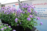Planet™ Ageratum Blue -- From HEM Genetics, Spring Trials 2016:  Planet™ Ageratum 'Blue' for cut flower production.  And for landscaping.  Large flowers on sturdy stems with a strong, branching habit.