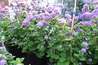 Planet™ Ageratum Blue -- From HEM Genetics, Spring Trials 2016:  Planet™ Ageratum 'Blue' for cut flower production.  And for landscaping.  Large flowers on sturdy stems with a strong, branching habit.