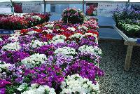 Diana™ Dianthus  -- On display @ HEM Genetics, Spring Trials 2016:  Diana™ Dianthus 'Purple Centered White' and 'Red Centered White' among others in the series, offering a bed of vibrant early flowering colors with a compact habit and large flowers providing excellent garden performance.