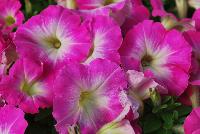 Mambo™ GP Petunia dwarf, multiflora, F1 Rose Morn -- From HEM Genetics, Spring Trials 2016:  The next generation genetic dwarf petunias are indicated by the characters “GP” which stands for Garden performance.  Compared to the first generation genetic dwarf petunias, the GPs perform exactly the same for the greenhouse grower with compact habit for ease of culture without PGRs.  The difference in garden performance is noticeable to consumers because they show more growth vigor, resulting in a more robust plant habit with an even better performance in containers, beds, and the landscape.  Better branching and reduced leaf development provides better airflow which reduces the risk of disease, especially botrytis.  Limbo™ petunias are perfect for high-density pack production, containers and hanging baskets. Four new colors: 'Orchid Veined', 'Red Morn', 'Mid Blue', and 'Rose More'.