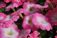 Mambo™ GP Petunia dwarf, multiflora, F1 Rose Morn -- From HEM Genetics, Spring Trials 2016:  The next generation genetic dwarf petunias are indicated by the characters “GP” which stands for Garden performance.  Compared to the first generation genetic dwarf petunias, the GPs perform exactly the same for the greenhouse grower with compact habit for ease of culture without PGRs.  The difference in garden performance is noticeable to consumers because they show more growth vigor, resulting in a more robust plant habit with an even better performance in containers, beds, and the landscape.  Better branching and reduced leaf development provides better airflow which reduces the risk of disease, especially botrytis.  Limbo™ petunias are perfect for high-density pack production, containers and hanging baskets. Four new colors: 'Orchid Veined', 'Red Morn', 'Mid Blue', and 'Rose More'.