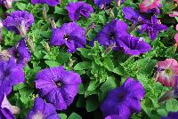 Mambo™ GP Petunia dwarf, multiflora, F1 Mid Blue -- From HEM Genetics, Spring Trials 2016:  The next generation genetic dwarf petunias are indicated by the characters “GP” which stands for Garden performance.  Compared to the first generation genetic dwarf petunias, the GPs perform exactly the same for the greenhouse grower with compact habit for ease of culture without PGRs.  The difference in garden performance is noticeable to consumers because they show more growth vigor, resulting in a more robust plant habit with an even better performance in containers, beds, and the landscape.  Better branching and reduced leaf development provides better airflow which reduces the risk of disease, especially botrytis.  Limbo™ petunias are perfect for high-density pack production, containers and hanging baskets. Four new colors: 'Orchid Veined', 'Red Morn', 'Mid Blue', and 'Rose More'.