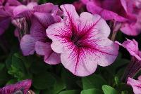 Mambo™ GP Petunia dwarf, multiflora, F1 Plum Orchid Veined -- From HEM Genetics, Spring Trials 2016:  The next generation genetic dwarf petunias are indicated by the characters “GP” which stands for Garden performance.  Compared to the first generation genetic dwarf petunias, the GPs perform exactly the same for the greenhouse grower with compact habit for ease of culture without PGRs.  The difference in garden performance is noticeable to consumers because they show more growth vigor, resulting in a more robust plant habit with an even better performance in containers, beds, and the landscape.  Better branching and reduced leaf development provides better airflow which reduces the risk of disease, especially botrytis.  Limbo™ petunias are perfect for high-density pack production, containers and hanging baskets. Four new colors: 'Orchid Veined', 'Red Morn', 'Mid Blue', and 'Rose More'.