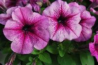 Mambo™ GP Petunia dwarf, multiflora, F1 Plum Orchid Veined -- From HEM Genetics, Spring Trials 2016:  The next generation genetic dwarf petunias are indicated by the characters “GP” which stands for Garden performance.  Compared to the first generation genetic dwarf petunias, the GPs perform exactly the same for the greenhouse grower with compact habit for ease of culture without PGRs.  The difference in garden performance is noticeable to consumers because they show more growth vigor, resulting in a more robust plant habit with an even better performance in containers, beds, and the landscape.  Better branching and reduced leaf development provides better airflow which reduces the risk of disease, especially botrytis.  Limbo™ petunias are perfect for high-density pack production, containers and hanging baskets. Four new colors: 'Orchid Veined', 'Red Morn', 'Mid Blue', and 'Rose More'.