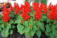  Salvia Red Alert -- From HEM Genetics, Spring Trials 2016:  A brilliant red specimen of Salvia called 'Red Alert' with prolific spires of red flowers over a canopy of dark green foliage.