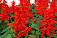  Salvia Red Alert -- From HEM Genetics, Spring Trials 2016:  A brilliant red specimen of Salvia called 'Red Alert' with prolific spires of red flowers over a canopy of dark green foliage.