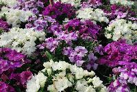 Diana™ Dianthus Lavendina Mixture -- On display @ HEM Genetics, Spring Trials 2016:  Diana™ Dianthus 'Lavendina Mixture' offering a bed of vibrant, early flowering colors with a compact habit and large flowers providing excellent garden performance.